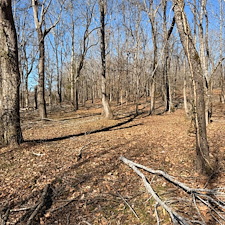 Tree-and-Limb-Cleanup-in-Taylor-MS 2